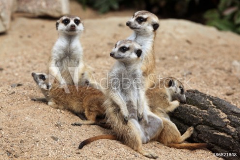 Picture of Meerkat Suricata suricatta also known as the suricate